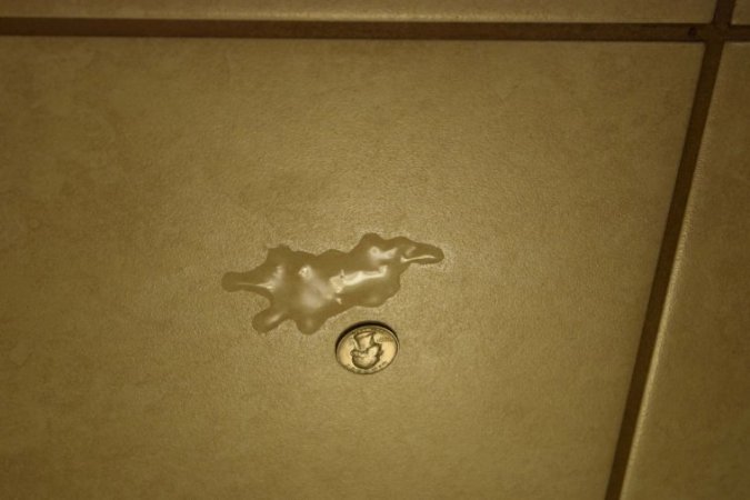 866_DSC_0035-fourth collage-flying squirrel-rotated_30Pcnt.JPG