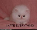 hate-everything-kitten.jpg