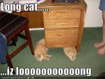 funny-pictures-long-cat-under-desk.jpg