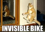invisible-bike-cat.jpg