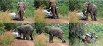 elephant-roadrage_complete.jpg