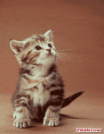 Funny-Animations-1924251028.gif