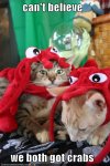 funny-pictures-cats-crab-hats.jpg