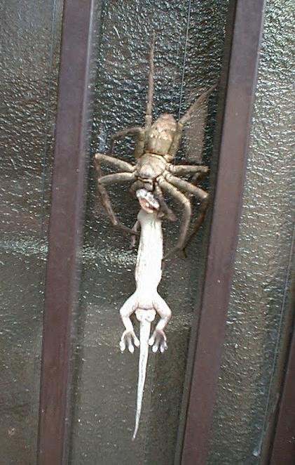 spider_vs_lizard.jpg