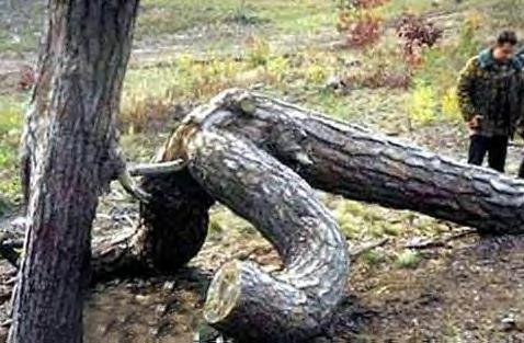 treesex.jpg