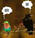 funny-bird-colors-crow.jpg