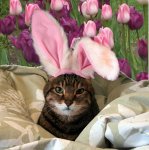 free-easter-cat-wallpaper-003.jpg