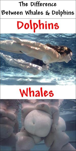 dolphinswhales.jpg