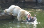 Polar-bear-attack-A-woman-004.jpg