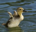 Baby-duck-uo-prep2-W.jpg