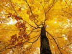 autum-yellow-maple-tree.jpg