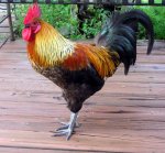 rooster-big11.jpg