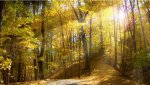 golden_forest_path-852x480.jpg