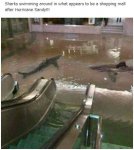 sharks-hurricane-sandy.jpg