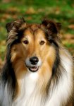 lassie.jpg