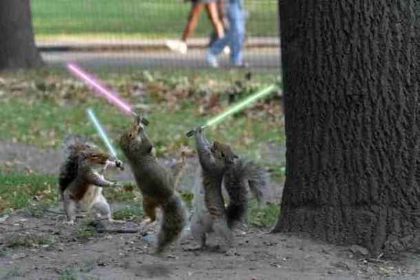 squirrel-jedi.jpg