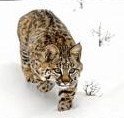 young-bobcat-stalking-melody-watson.jpg