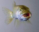 rainbow-trout-single-image-cut.jpg