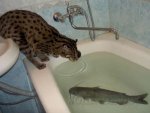 cat-fishing-fish-1.jpg