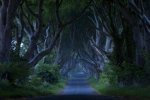 dark hedges ireland.jpg