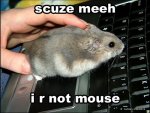 funny-mouse-picture-computer-mouse.jpg