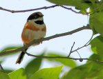 Black-throated_Tit.jpg