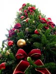 300px-Christmas_tree_sxc_hu.jpg