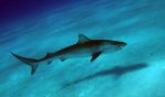 Bahamas-tiger-shark.jpg