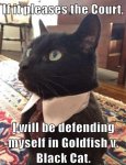 funny-cat-pictures-lolcats-if-it-pleases-the-court.jpg