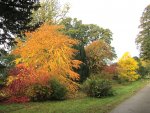 autumn-colour-2.jpg