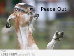 peace-out-dog-7130.jpg