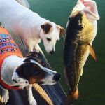 dogs-redfish.jpg