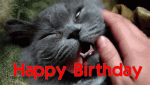 funny-happy-birthday-cat-making-face-gif.gif