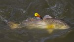 redfish-popping-cork.jpg