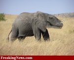 Elephant-dinosaur--9220.jpg