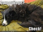 funny-pictures-cat-dog-camouflage.jpg