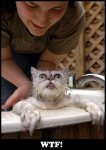 cat-bath04.jpg