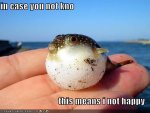 funny-pictures-unhappy-puffer-fish.jpg