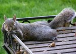 squirrel3-1.jpg