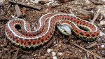 800px-Thamnophis_elegans_terrestris_%281%29.jpg