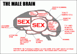 funny_sex_male_brain.gif