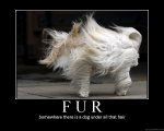 fur.jpg