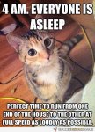 cat-meme-waking-people-up.jpg