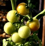 cherry-tomatoes.jpg