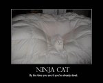 ninjacat.jpg