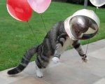 80 Astro Cat.jpg
