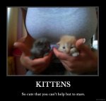 kittens_700.jpg