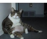 fat-cat.jpg