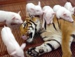 tiger-and-piglets-two.jpg