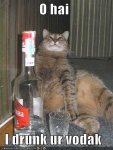 vodka-cat.jpg